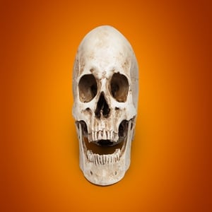 Skull/ Tête de mort