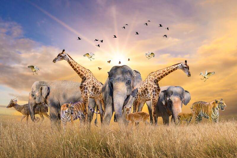 Animals