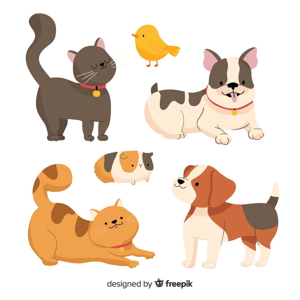  Dogs & Cats